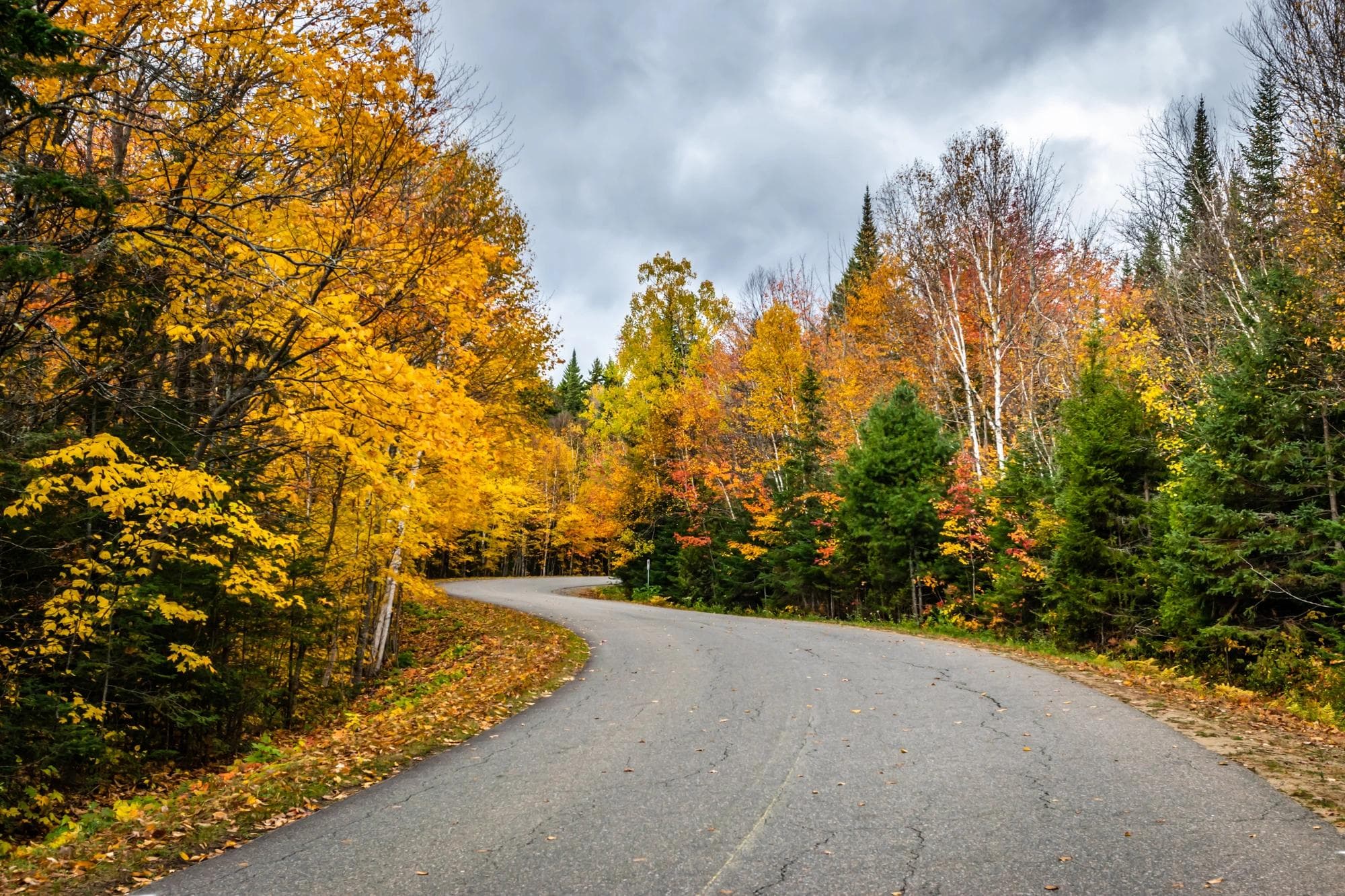 Route sinueuse à travers les arbres