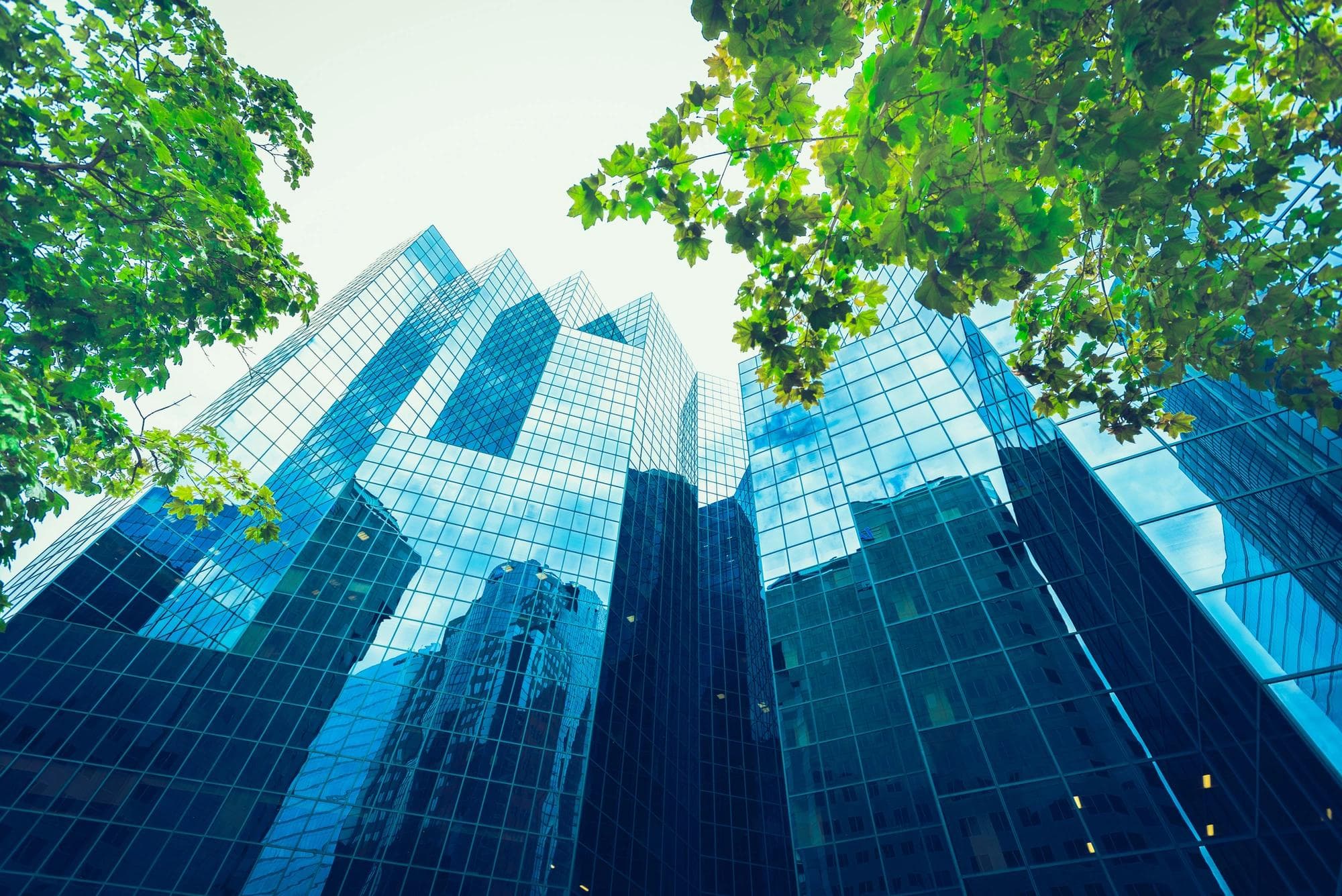 immeubles de bureaux entourés d’arbres