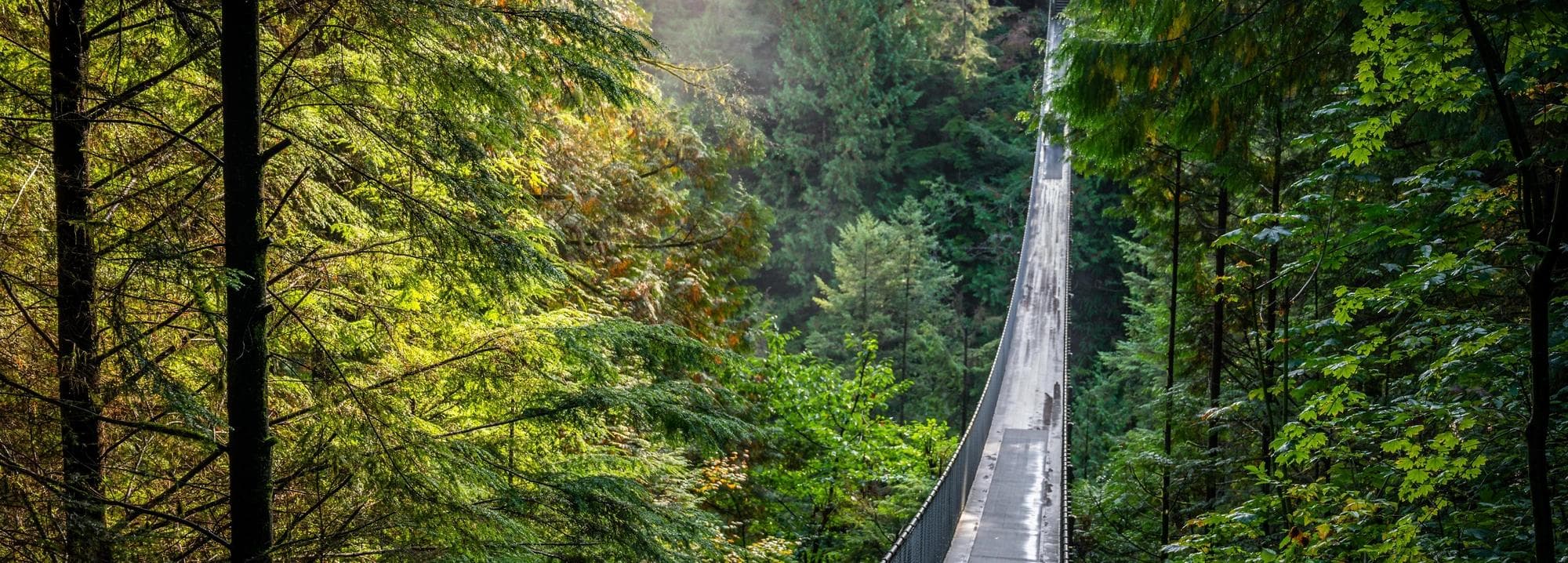Un pont de corde à travers une forêt
