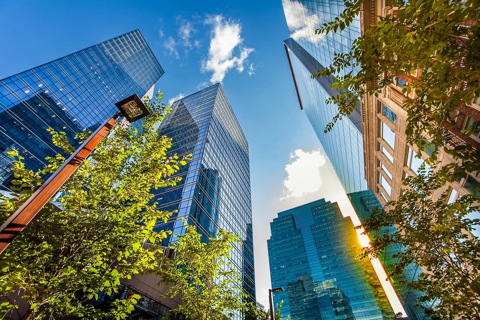 immeubles de bureaux avec des arbres au premier plan